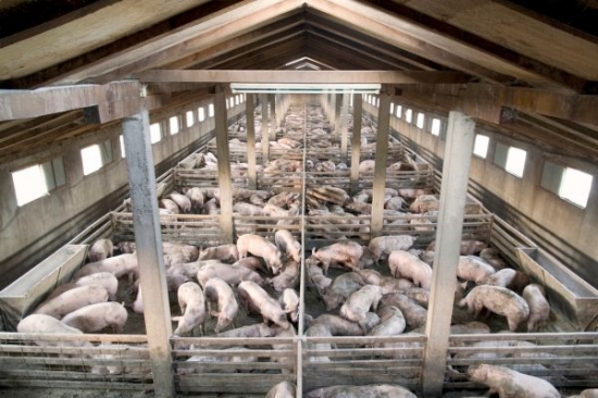 สถานการณ์ราคาสินค้าเกษตรและพยากรณ์ราคาเดือนมีนาคม และแนวโน้มเดือนเมษายน 2569